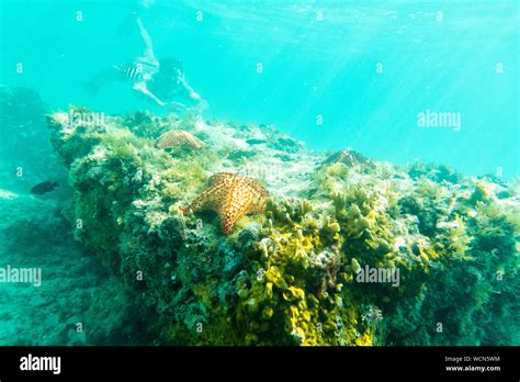 Coral fish starfish caribbean hi-res stock photography and images - Alamy