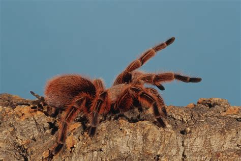 Tarántula goliat, la araña más grande del mundo - National Geographic en Español