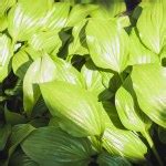 Hosta with the white veins Stock Photo by ©DaneeShe 63744453