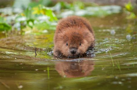 Baby Beaver: 9 Pictures and 8 Incredible Facts - A-Z Animals