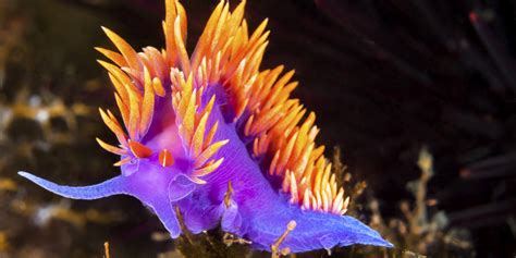 Stunning Photos Of Tropical Sea Creatures Will Make You Rethink How You Feel About Slugs | HuffPost
