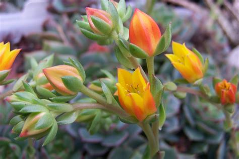 Oregon Cactus Blog: Echeveria flower