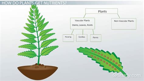 Classifying Plants Lesson for Kids - Lesson | Study.com