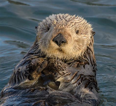 Pros and cons of conservation: how rebounding sea otter populations ...