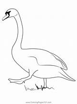 Swan Walking Coloring Page For Kids  Free Swans And Geese Printable sketch template