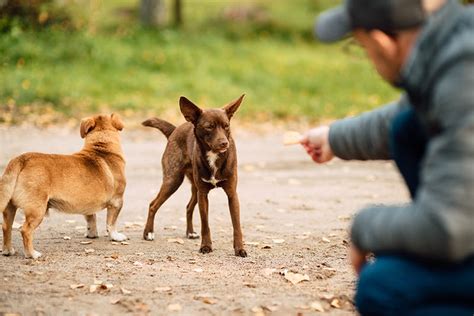 Can You Feed Stray Dogs? Our Vet Explains the Risks | Hepper