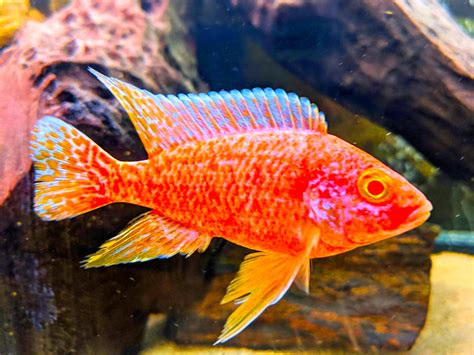 African Cichlid | Strawberry Peacock - African Cichlids Fish Species | The iFISH Store