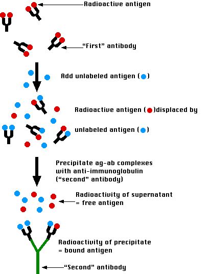 Radioimmunoassay - Creative BioMart