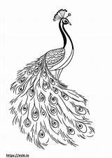 Easy peacock For coloring sketch template
