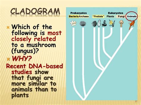 PPT - Kingdom Fungi PowerPoint Presentation - ID:4112238