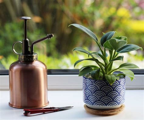 How often should you water indoor plants? The experts reveal | Homes ...