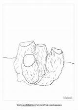 Sponge Coloring Porifera Phylum Sponges Pages Color Worksheet  sketch template