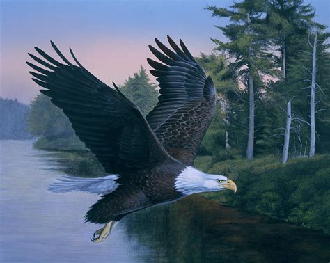 Eagle Soaring Painting by Rusty Frentner - Fine Art America