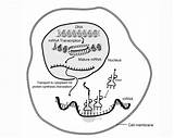 Dna Transcription Coloring Pages sketch template