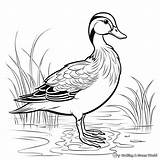 Wood Duck Coloring Pages  Free & Printable sketch template
