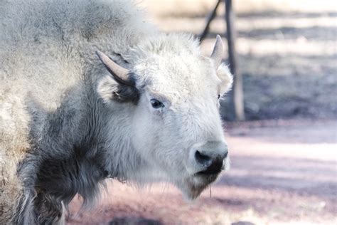 The Inspiring Tale of White Bison and the Wellbriety Movement - Treatment Magazine