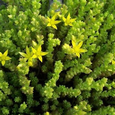 Sedum Seeds - Acre Golden Carpet - 1000 Seeds - Bright Yellow Flowers - Perennial Decorative ...