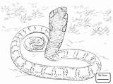 Snakes Coloring Pages  Learny Kids sketch template