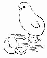 Chick Coloring Page  Best Pages For Kids sketch template