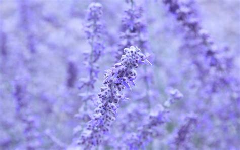 Lavender Aesthetic Wallpapers - Top Free Lavender Aesthetic Backgrounds - WallpaperAccess