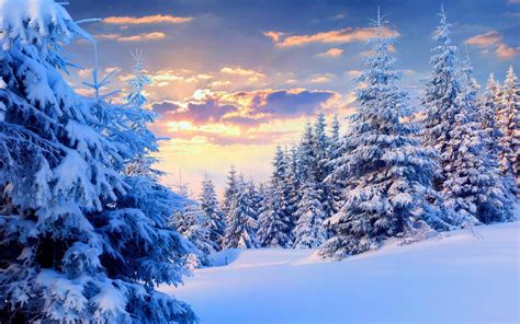 Winter Forest Wallpapers - Top Free Winter Forest Backgrounds ...