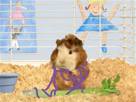 Linny The Guinea Pig’s Body Is Trapped In A Net | Wonder pets, Guinea pigs, Pets