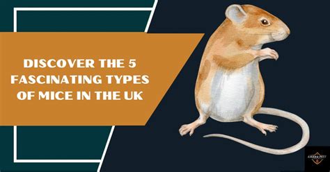 Types of Mice in the UK: All You Need to Know About UK Mice