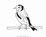 Eastern Goldfinch Coloring Page Sketch sketch template
