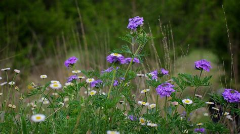 Texas Wildflower Wallpaper - WallpaperSafari