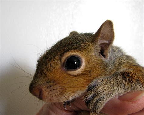 Beloved Pet Squirrel Fights Off Burglar, Saves Owner’s Guns – The Rockland County Times