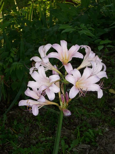 Surprise Lilies | Lily, Plants, Flowers