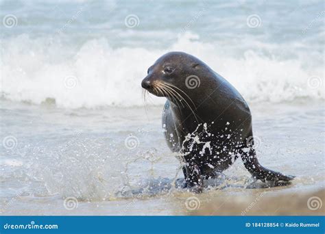 New Zealand fur seal stock photo. Image of environment - 184128854