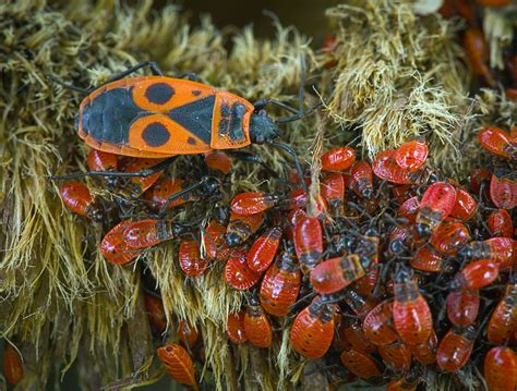 Firebug kindergarten | Firebug (Pyrrhocoris apterus) colony … | Flickr