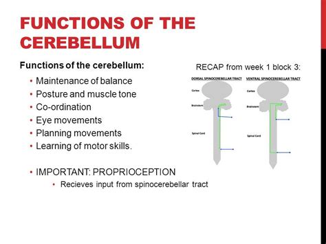 Cerebellum Functions | Function, Muscle tone, How to plan