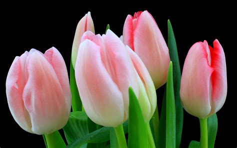 Download Flower Nature Tulip HD Wallpaper