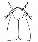 Moth Free Printable Coloring Pages  Cool sketch template
