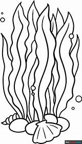 Seaweed Coloring Page  Easy Drawing Guides sketch template