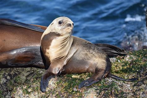 Sea Lion Pup Photograph by Eric Johansen | Fine Art America