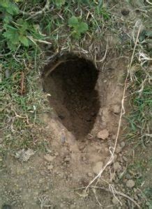 8 Pics Rat Burrows In Garden And View - Alqu Blog