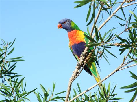 Rainbow Lorikeet Australian Parotts - Australia Wallpaper (32220354) - Fanpop