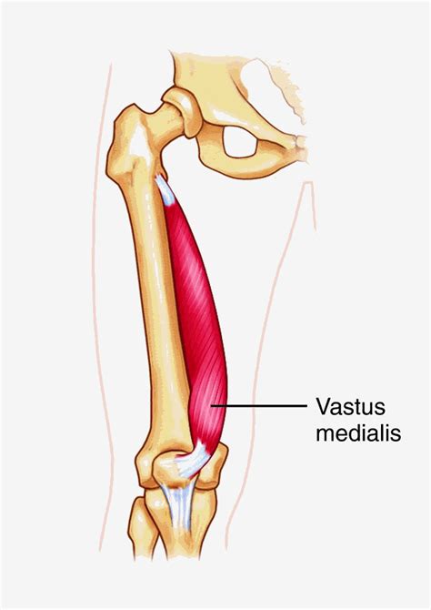 The Vastus Medialis and Inner Thigh