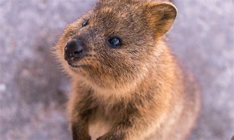 Quokka - How To Get The Perfect Quokka Selfie On Rottnest Island