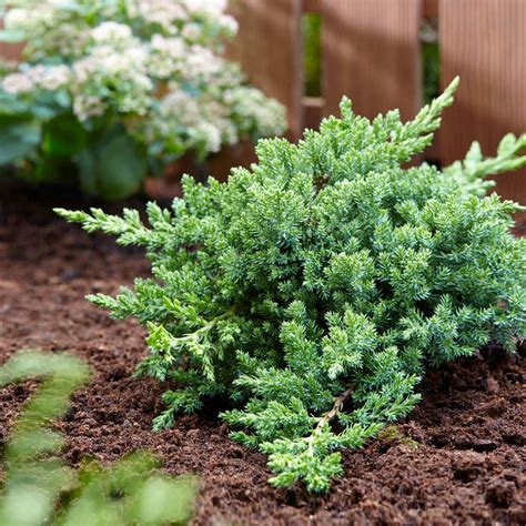 Green Mound Juniper Tree for Sale | FastGrowingTrees.com