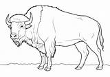Buffalo — Coloring Pages Free & Printable sketch template