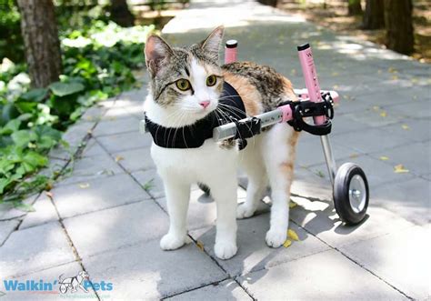 Cat Wheelchair | Walkin' Wheels Wheelchair for Cats | Handicapped Pets