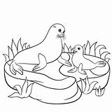 Free SEAL Coloring Pages For Download Printable PDF  VerbNow sketch template