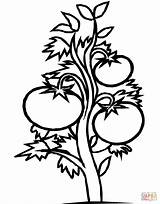 Tomato Plant Coloring Page Pages sketch template