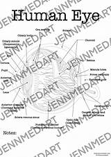 Eye Anatomy Coloring Page sketch template