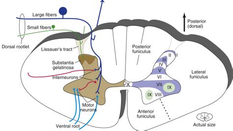 Transverse Sections of the Spinal Cord | Neupsy Key