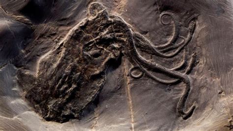 BBC - Earth - The secrets of a 165-million-year-old fossil 'octopus'